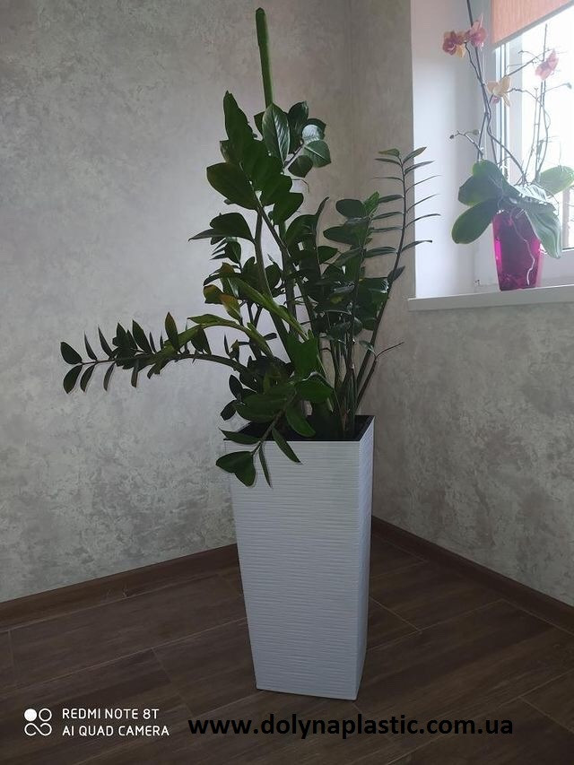 3448110946_gorshok-fineziya-vysota.jpg