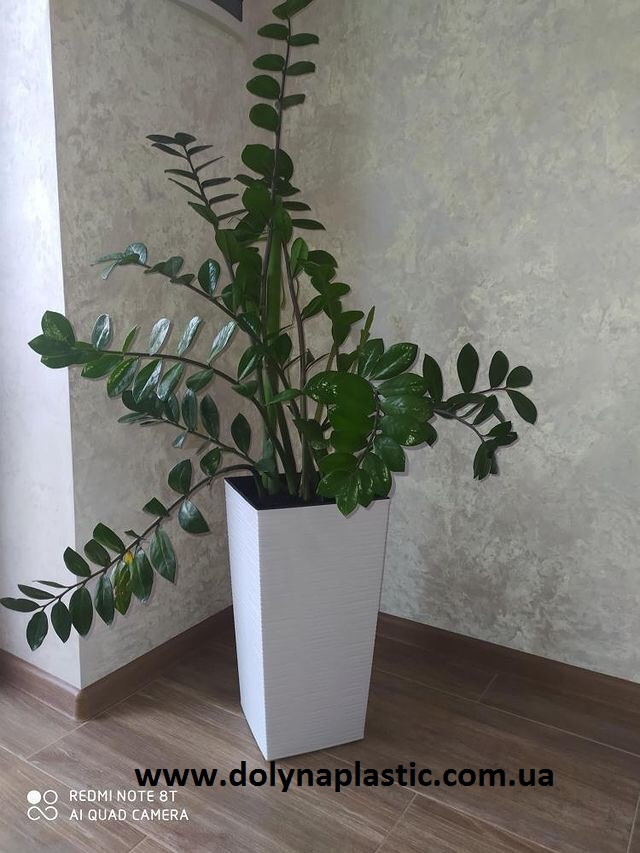 3448630805_gorshok-fineziya-vysota.jpg