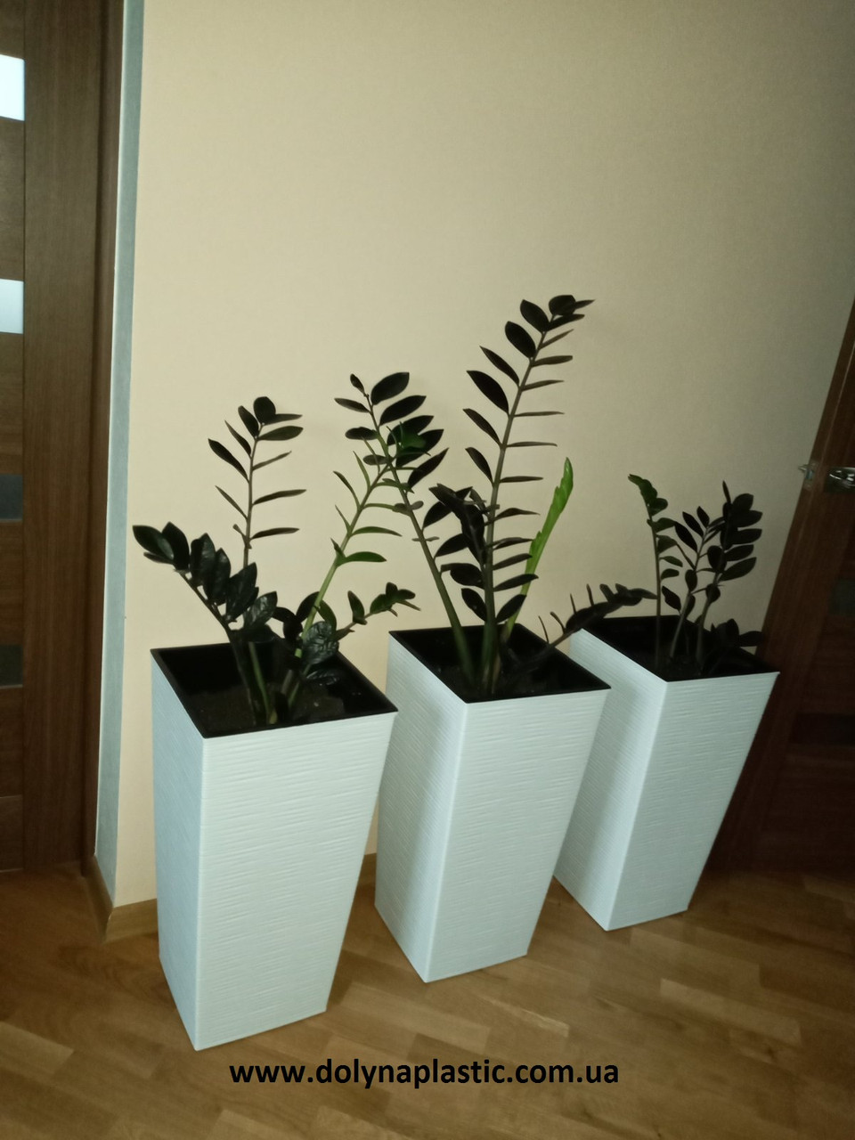 3448630806_gorshok-fineziya-vysota.jpg